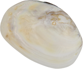 Perlmutt Schmuck Edelstein